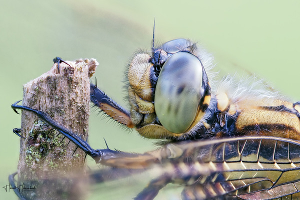 Libellen Close-Up