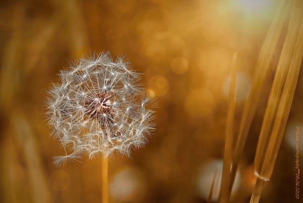 pusteblume