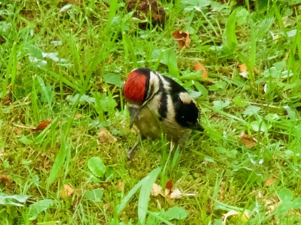 Der junge Wilde...