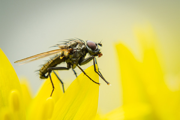 Fliege