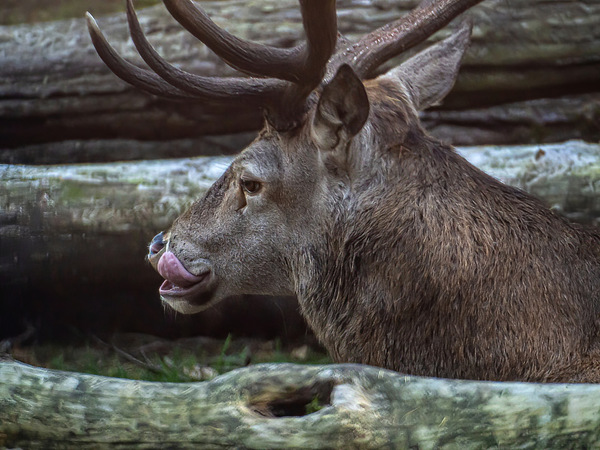 Hirsch