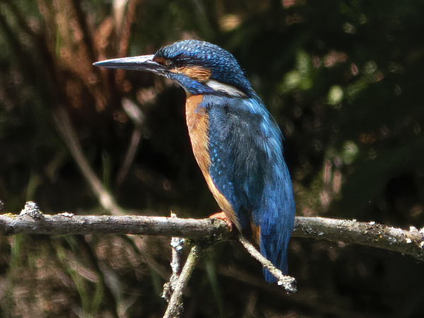 Eisvogel III