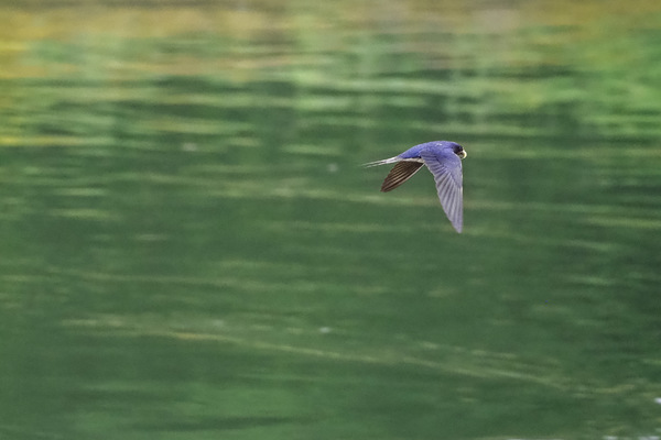 Schwalbenflug