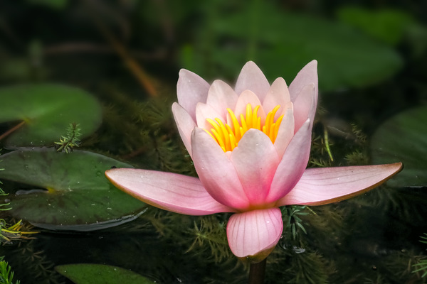 Seerose