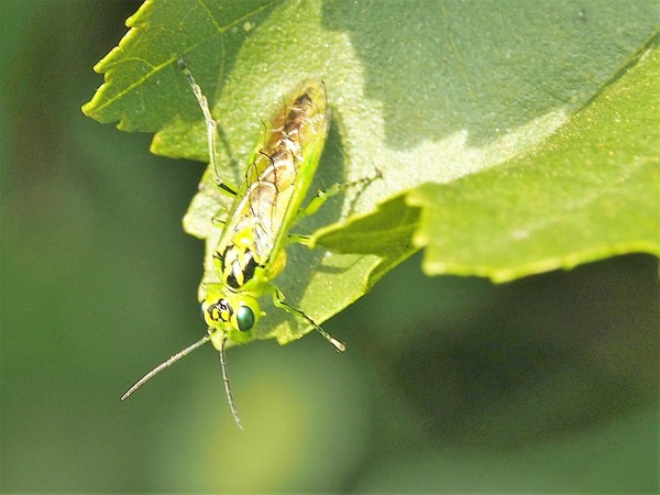 grüne Blattwespe