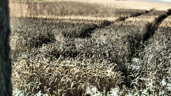 Das Rehkornfeld