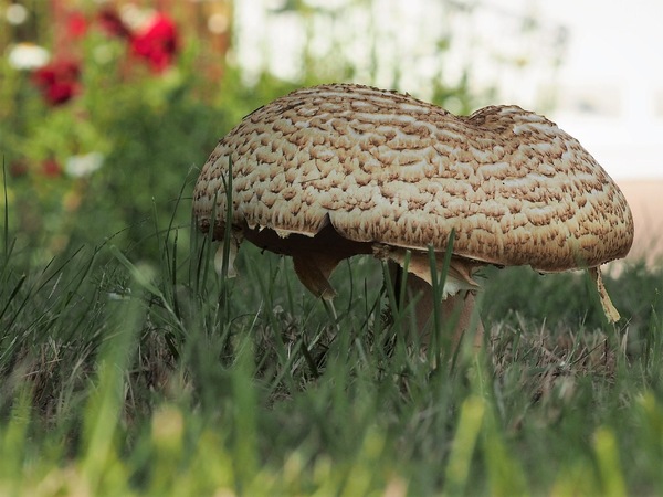 Braunschuppiger Riesenchampignon
