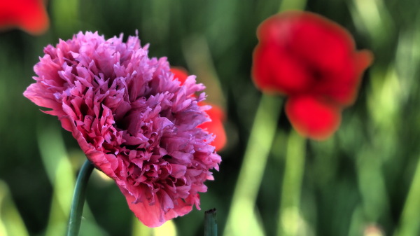 Mohnblüten