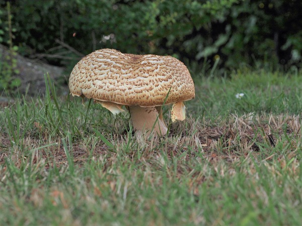 Braunschuppiger Riesenchampignon