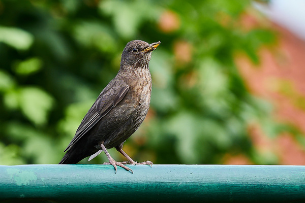 Amsel Ii