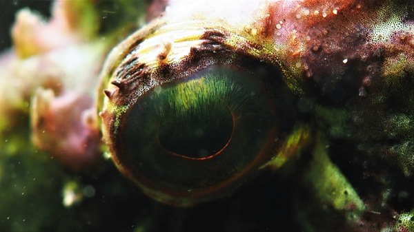 Auge des Drachenkopfs - Zeedonderpad