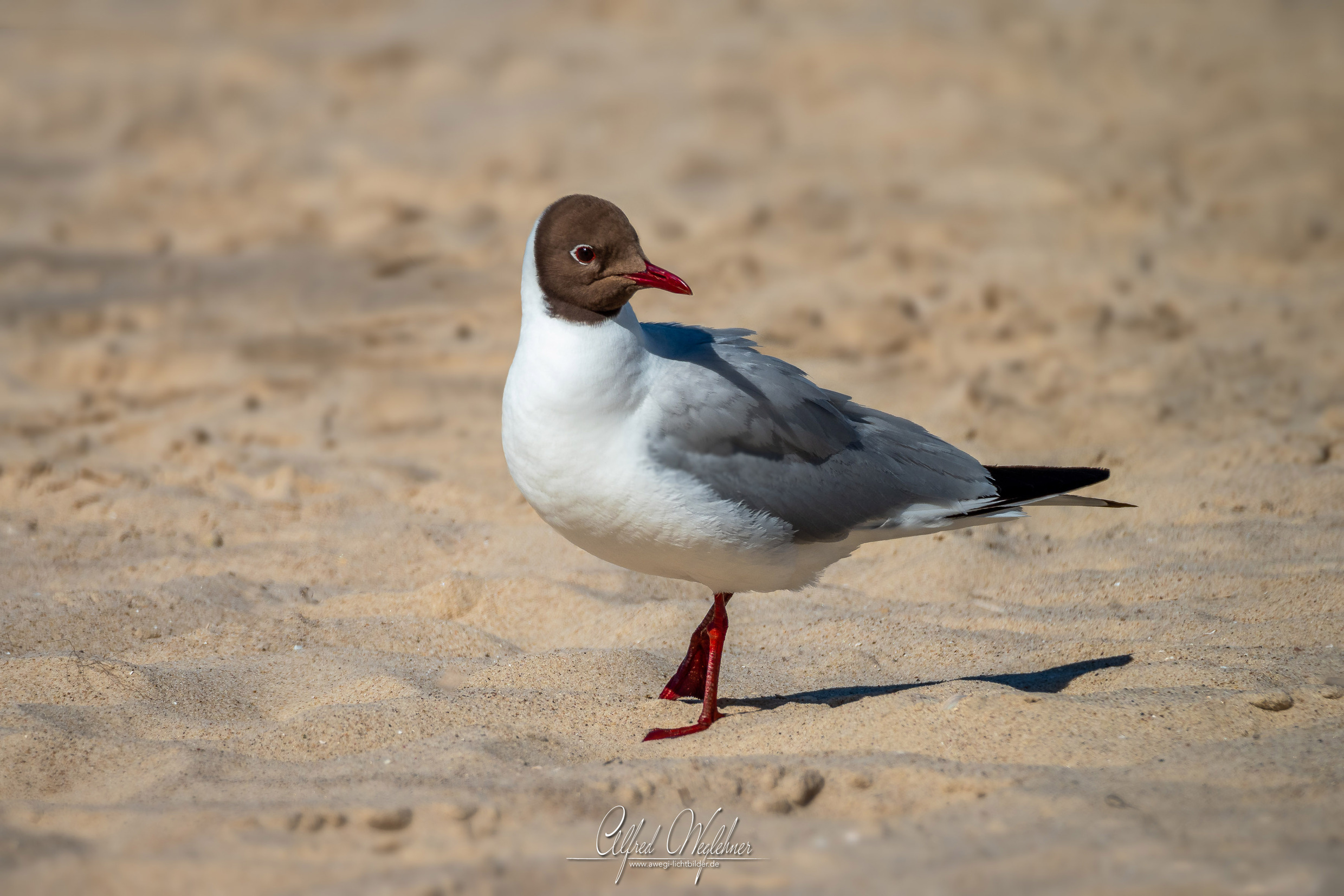 Wildlife