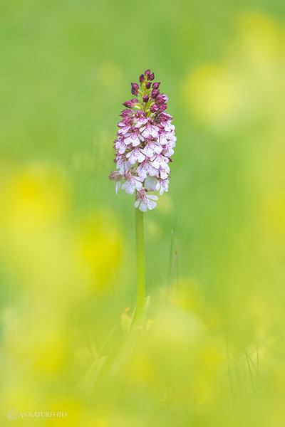 Orchis purpurea