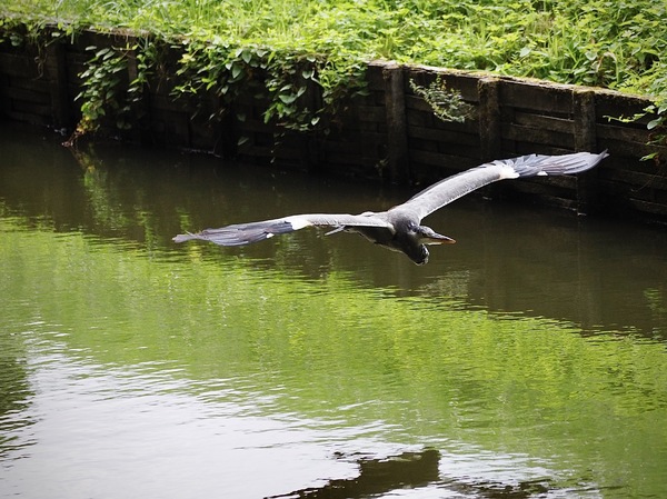 Fischreiher im Wassergraben