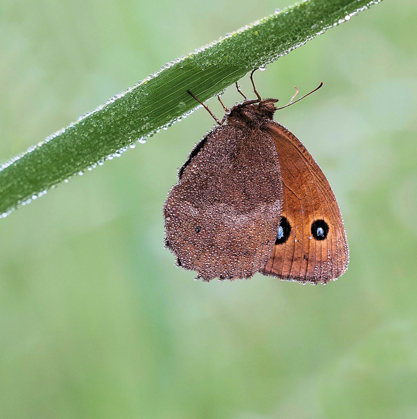 Blauäugiger Waldportier5.jpg