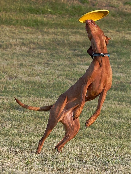 Dog Frisbee: Gotcha!