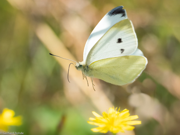 Butterfly in flight