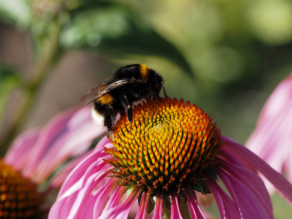 Dahliengarten Hamburg.jpg