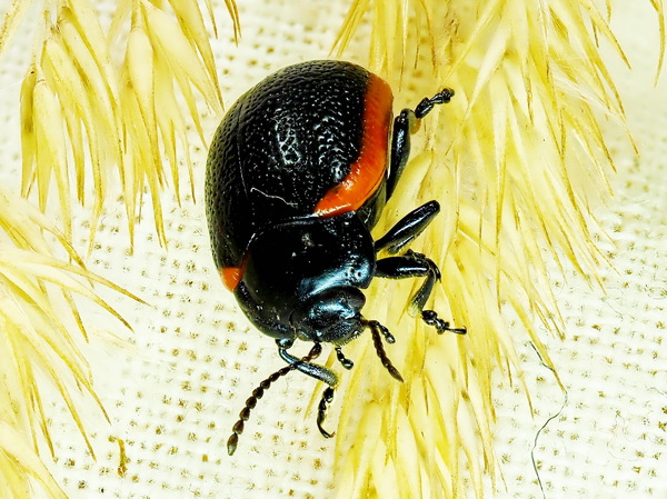 Chrysolina sanguinolenta