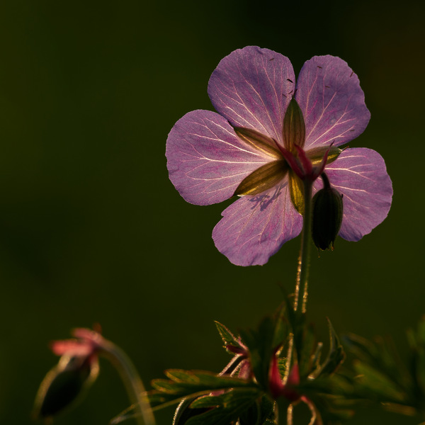 Wiesenstorchenschnabel