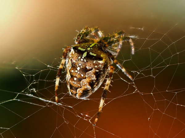 Araneus diadematus
