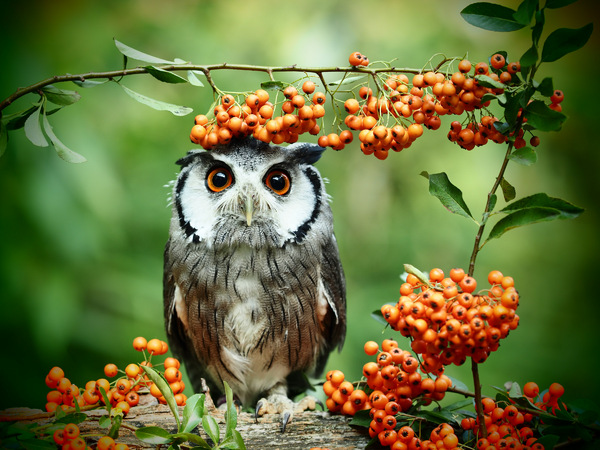 Die Beeren hängen aber ganz schön tief heute