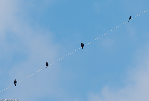 Quartett