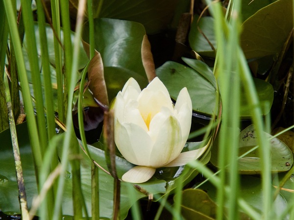 Seerose im Glasrahmen