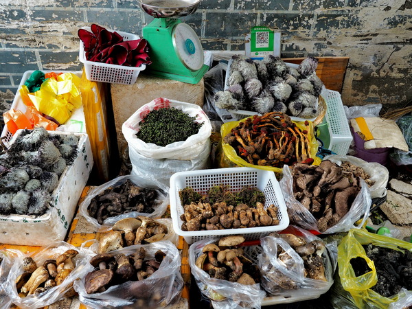 Mogu - Yunnan, das Eldorado der Pilzfeinschmecker