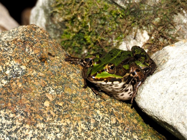 Teichfrosch.jpg