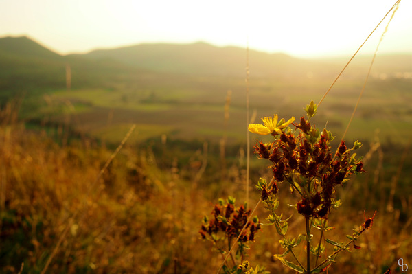 Sonnenuntergang mit Blümchen