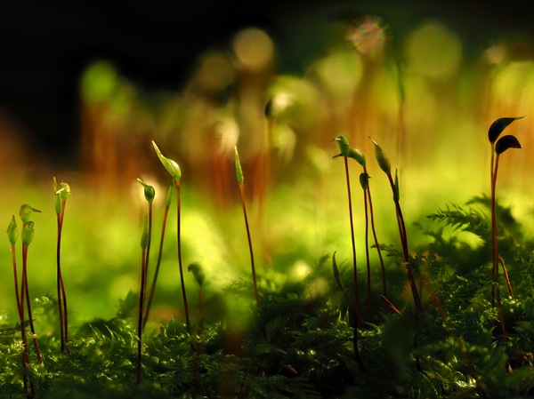 blühendes Moos im Bayerischen Wald
