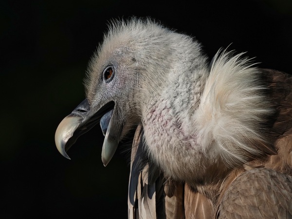 Geier im Opelzoo