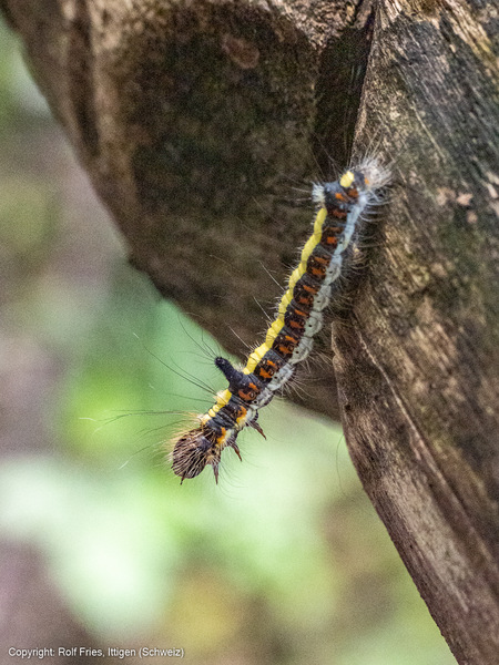 Pfeileule (Acronicta psi), auch "Schleheneule"