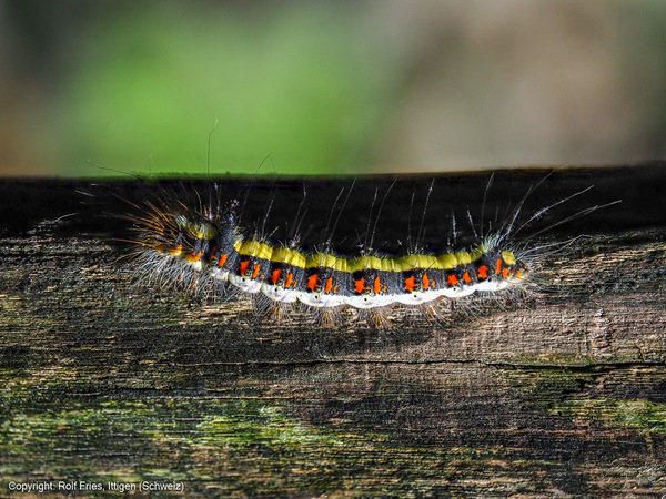 Pfeileule (Acronicta psi), auch "Schleheneule"