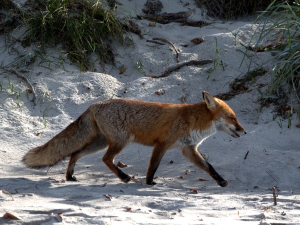 Spaziergang am Weststrand.jpg