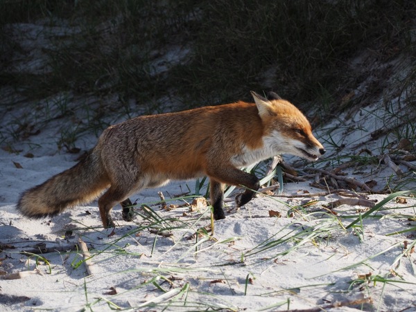 Fuchs1.5.jpg