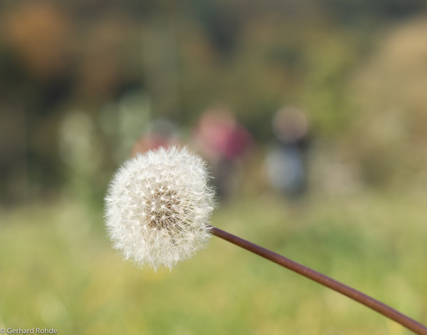 Herbstliche Pusteblume ...