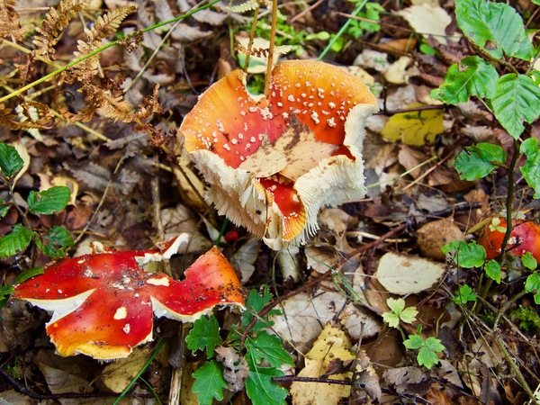 Fliegenpilz-Wald-Impressionen