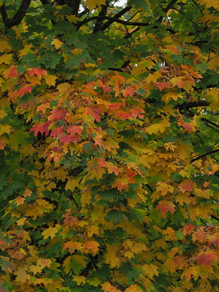 Herbstfarben...