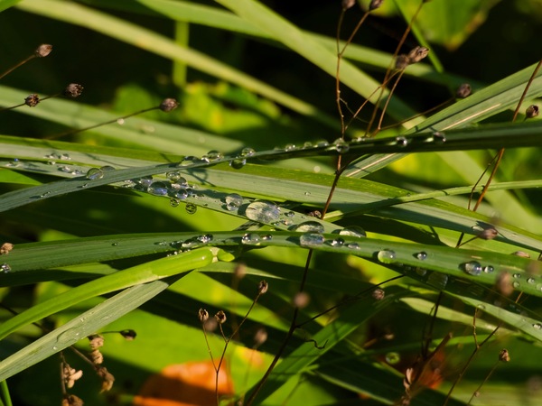 Herbst-Regentropfen