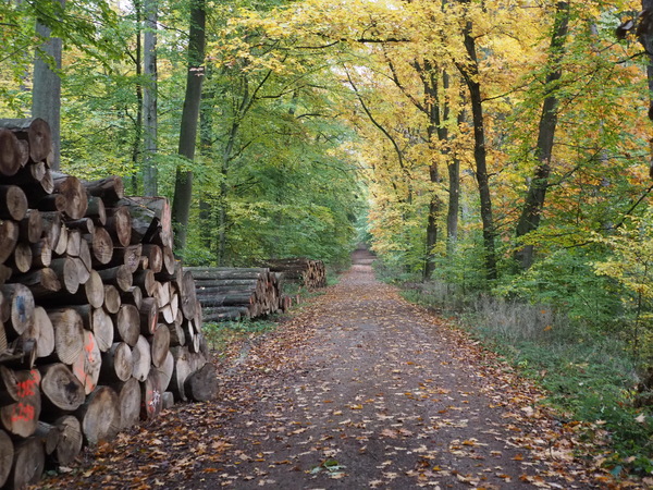 Tief in dem Wald...