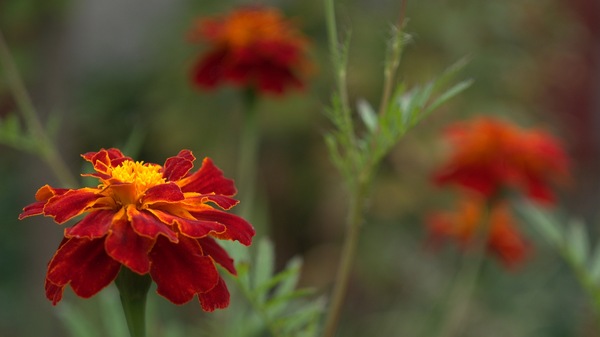 Tagetes.jpg