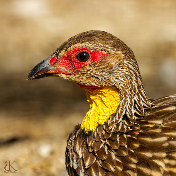 _KAB0352-B3.jpg