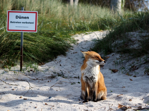 Fuchs