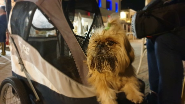 Der Star des Abends