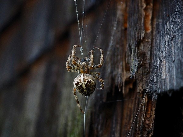 Dicke Kreuzspinne I - Appenzell, CH - P9190169BB.jpg