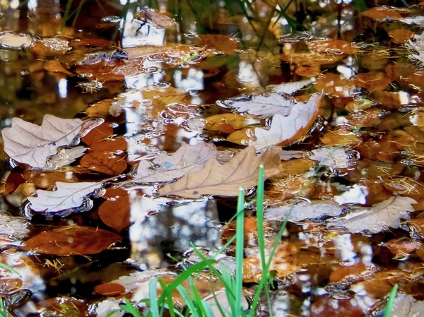 Pfützenbild 3.