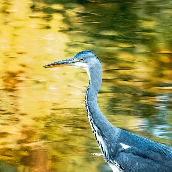 Herbstvögel 1