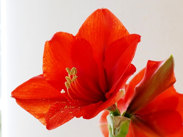 Amaryllis.JPG